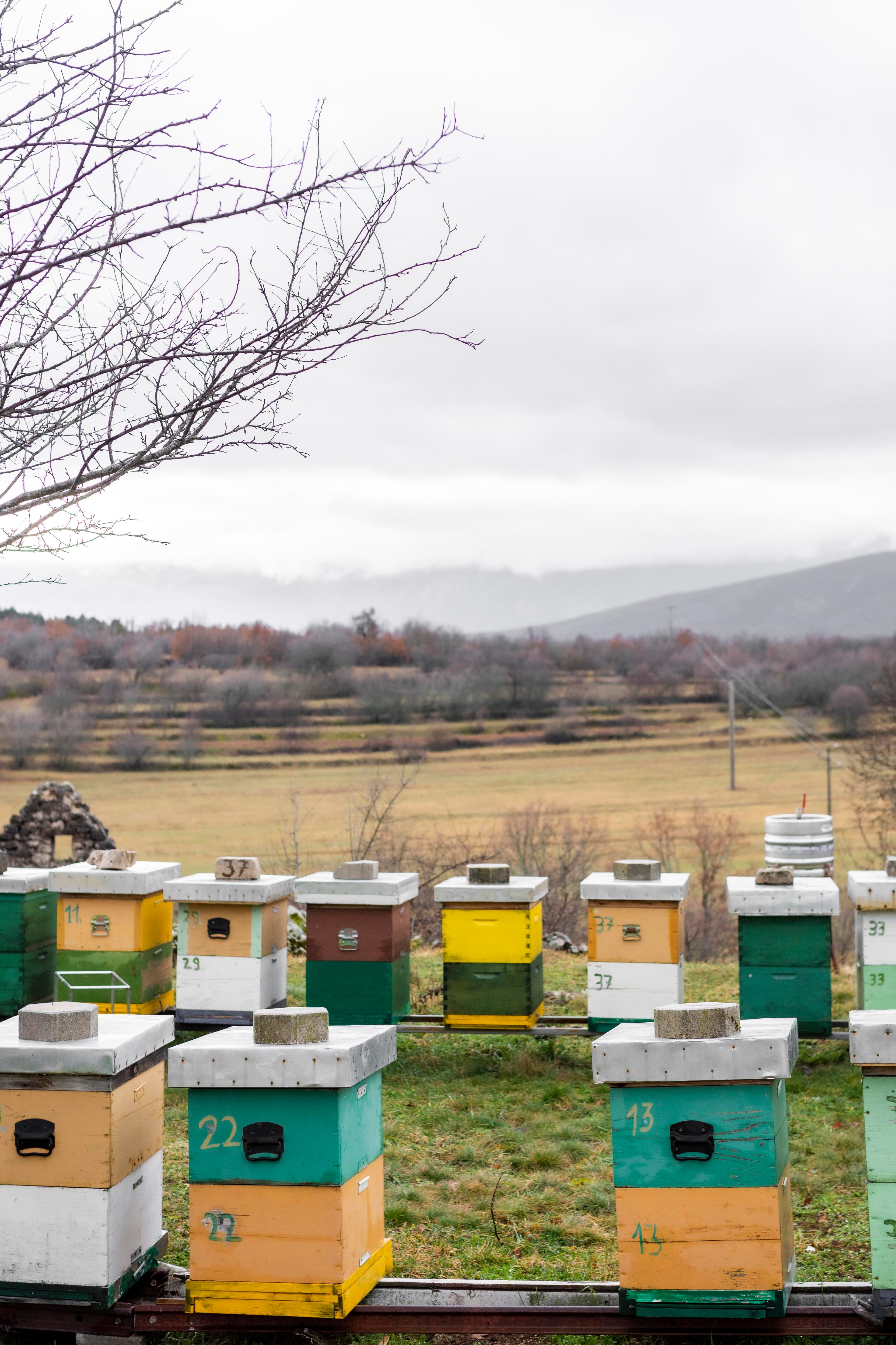 Apiary Setup