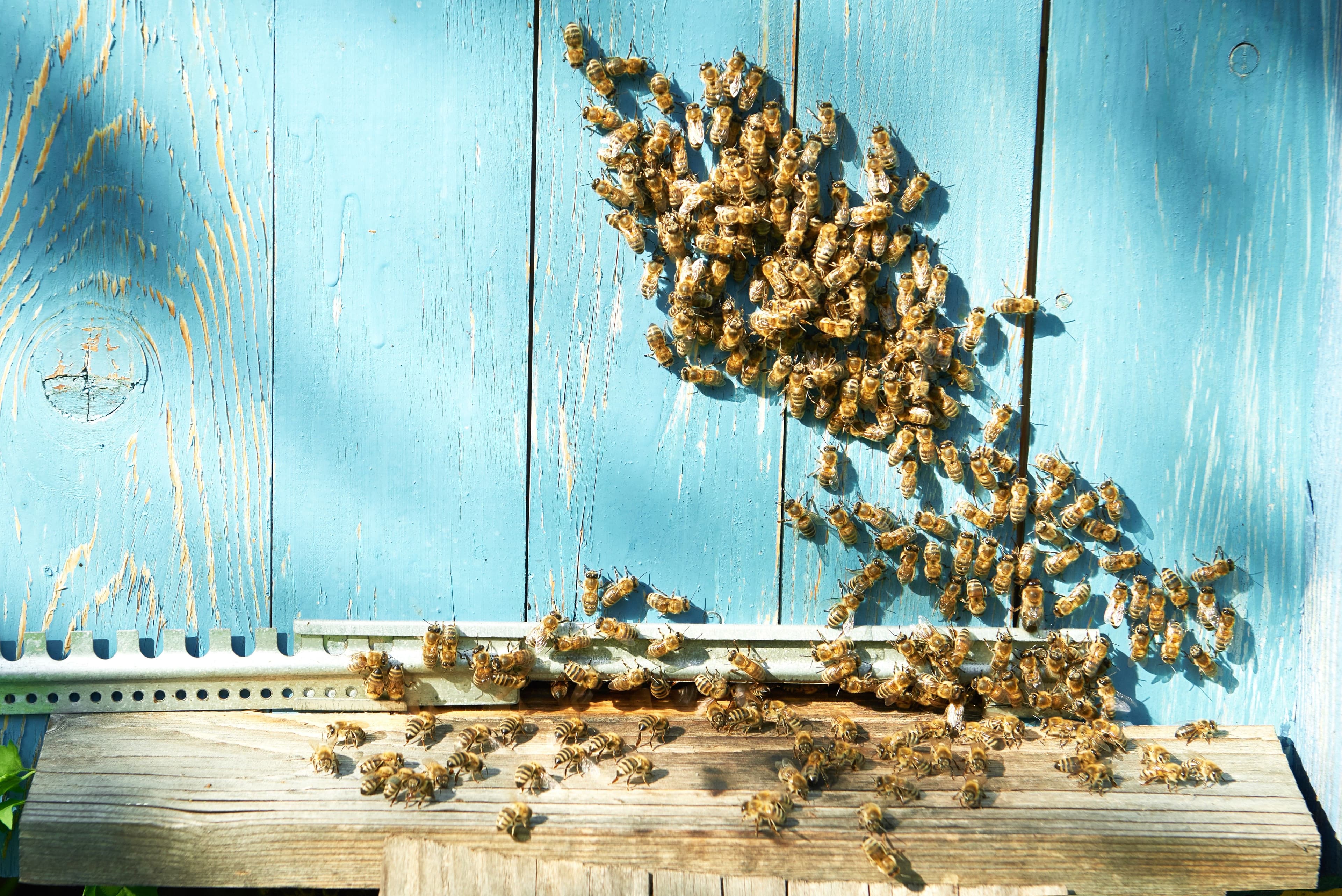 Bee Removal