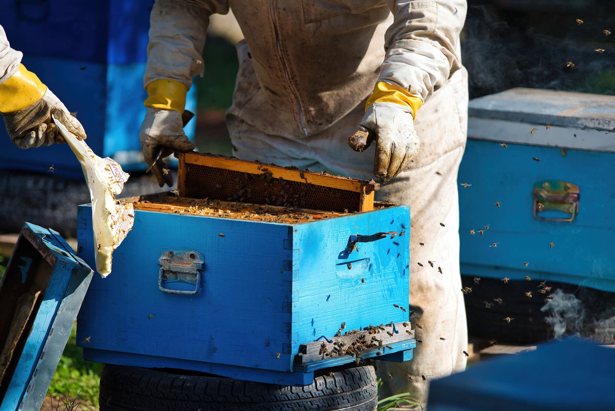 Honey Harvesting