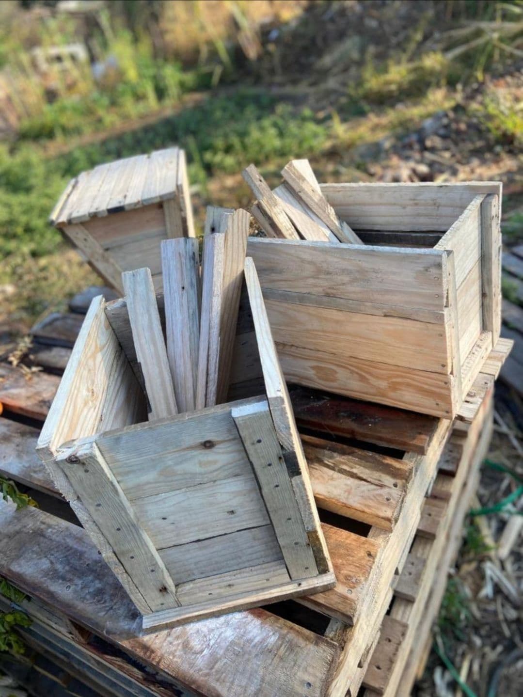 Catching Box (Without Bait)